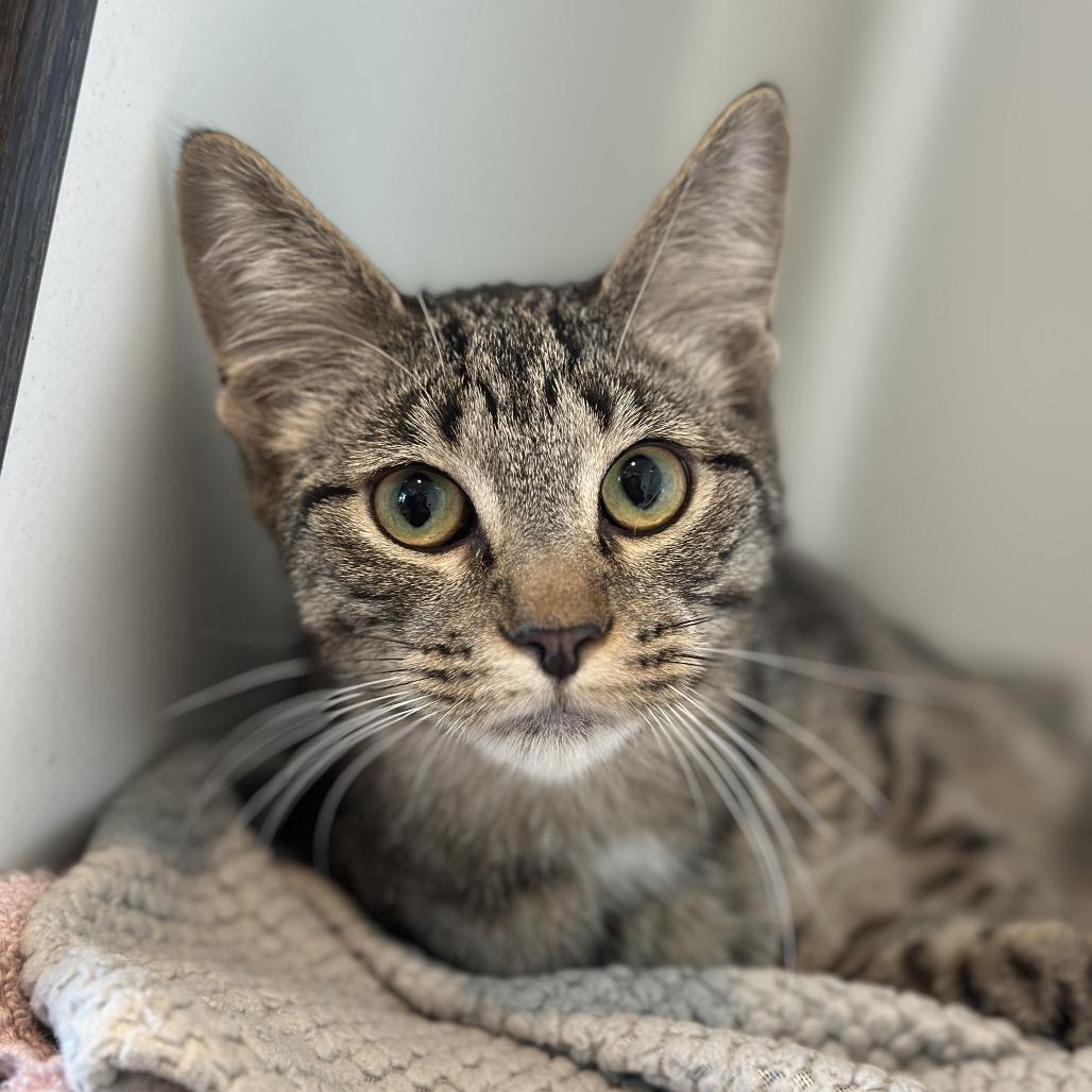 Content, Adoptable, Young Male Domestic Short Hair.