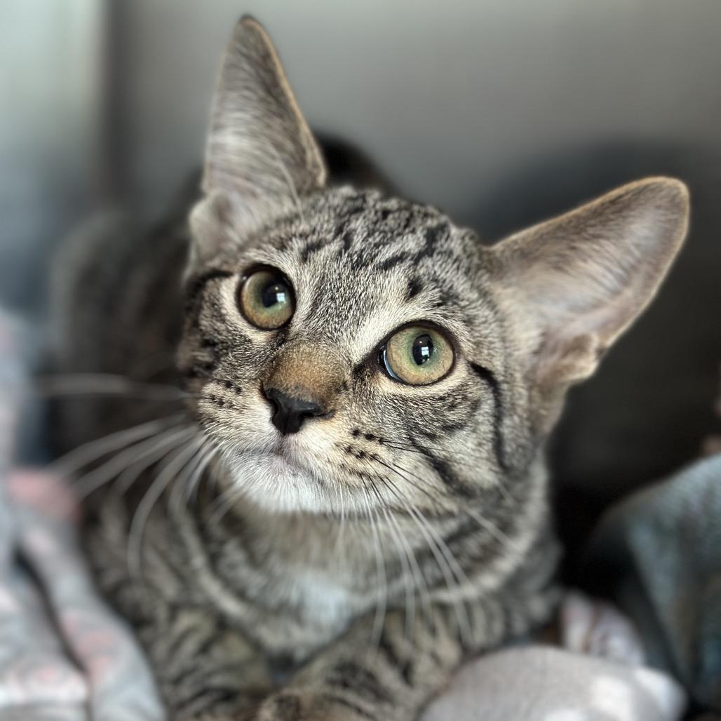 Enlarge Content, a Adoptable Domestic Short Hair in Matteson, IL image 2/6