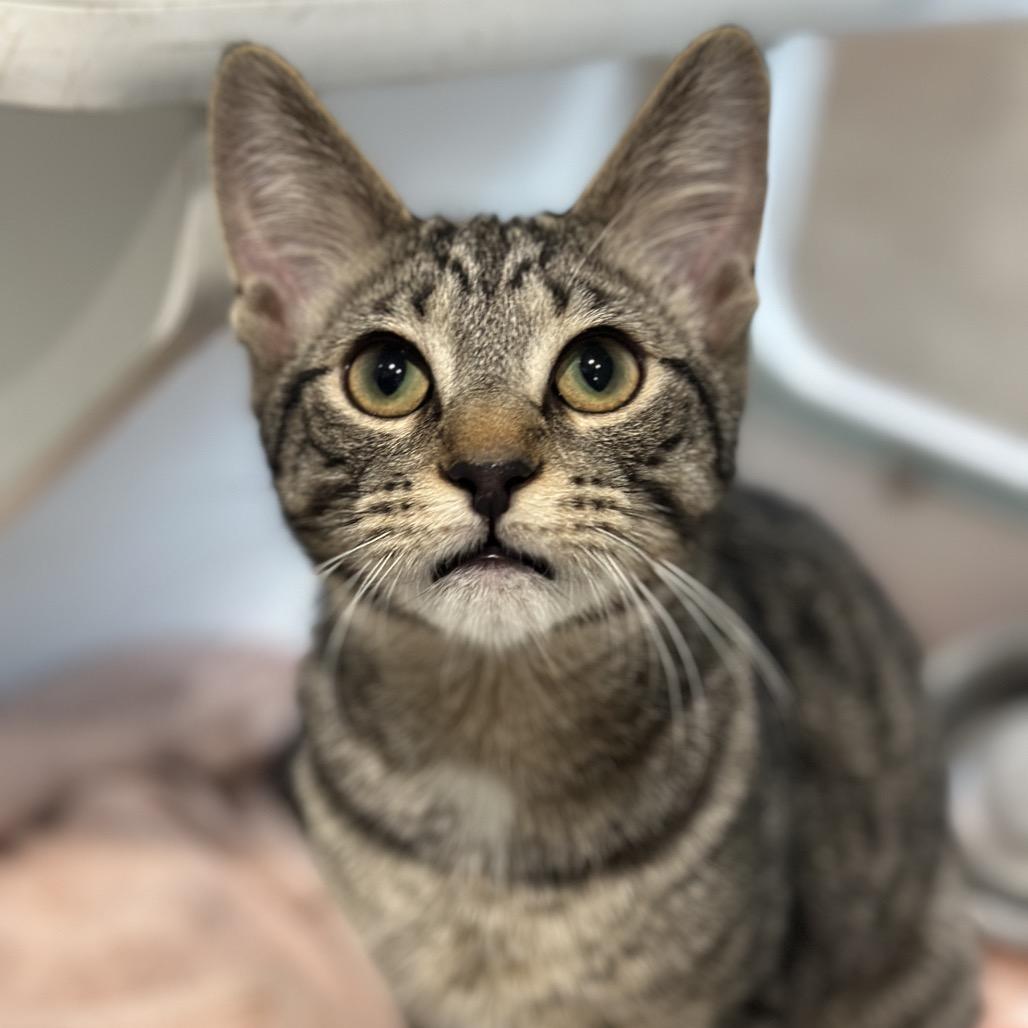Enlarge Content, a Adoptable Domestic Short Hair in Matteson, IL image 3/6