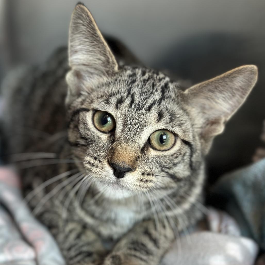 Enlarge Content, a Adoptable Domestic Short Hair in Matteson, IL image 4/6