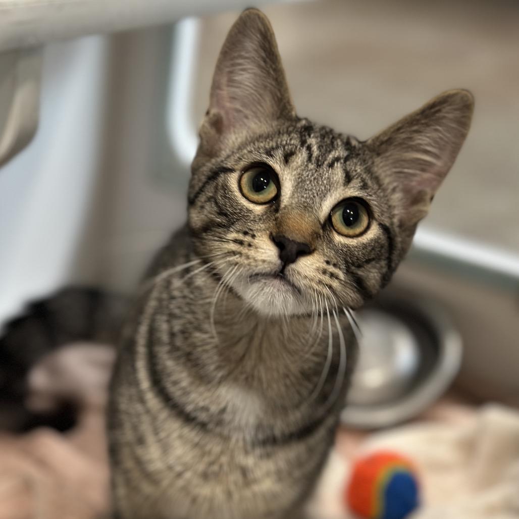 Enlarge Content, a Adoptable Domestic Short Hair in Matteson, IL image 5/6
