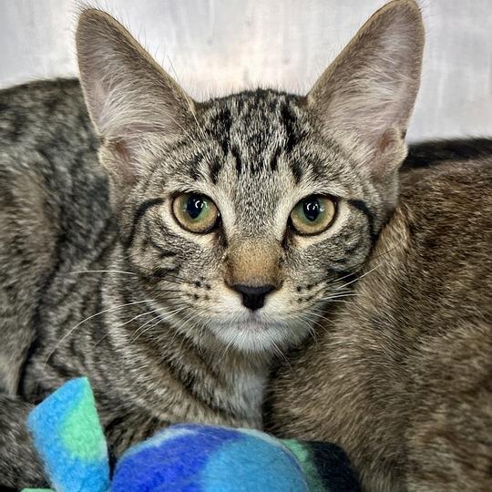 Enlarge Content, a Adoptable Domestic Short Hair in Matteson, IL image 6/6