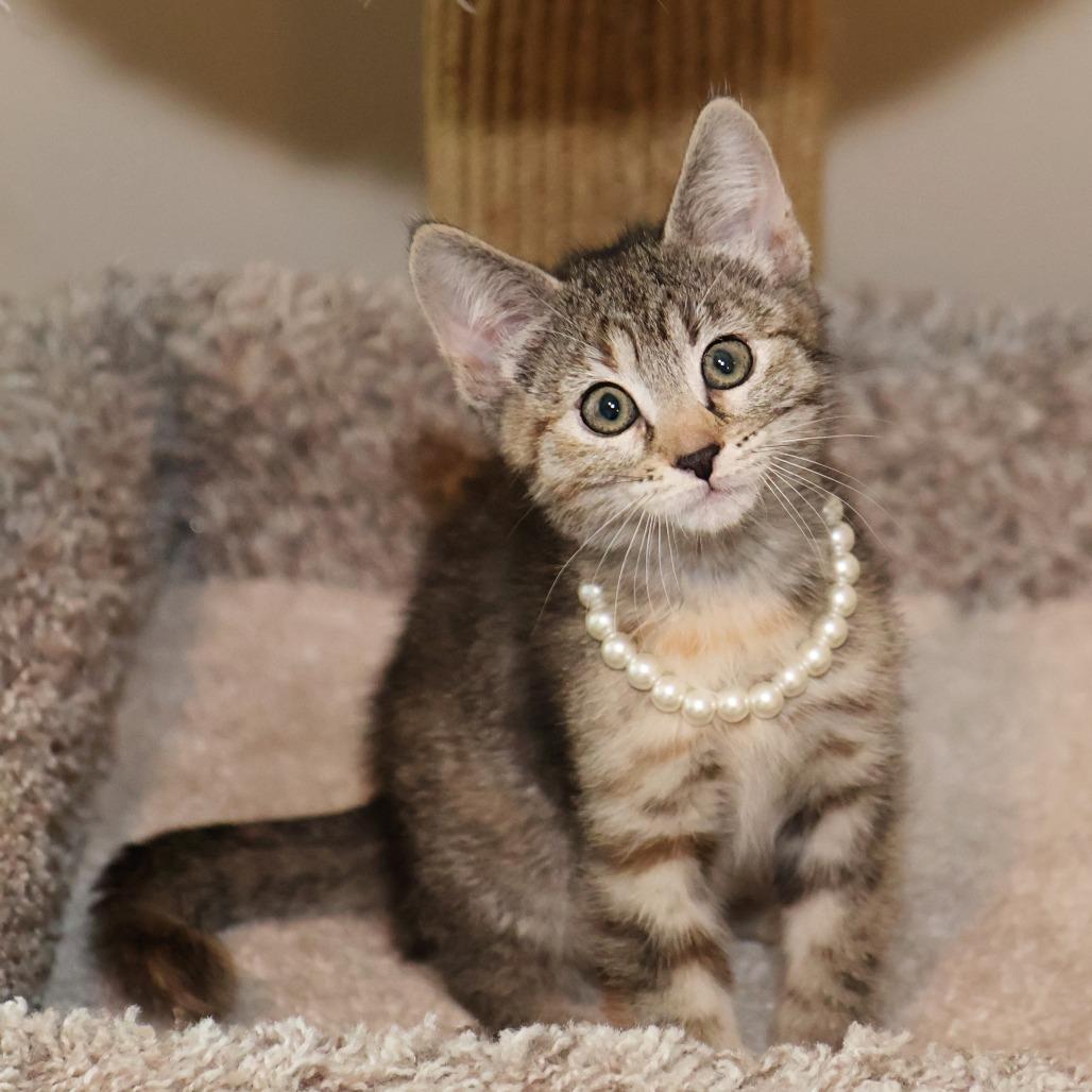 Enlarge Mel, a Adoptable Domestic Short Hair in FAIRWAY, KS image 1/6