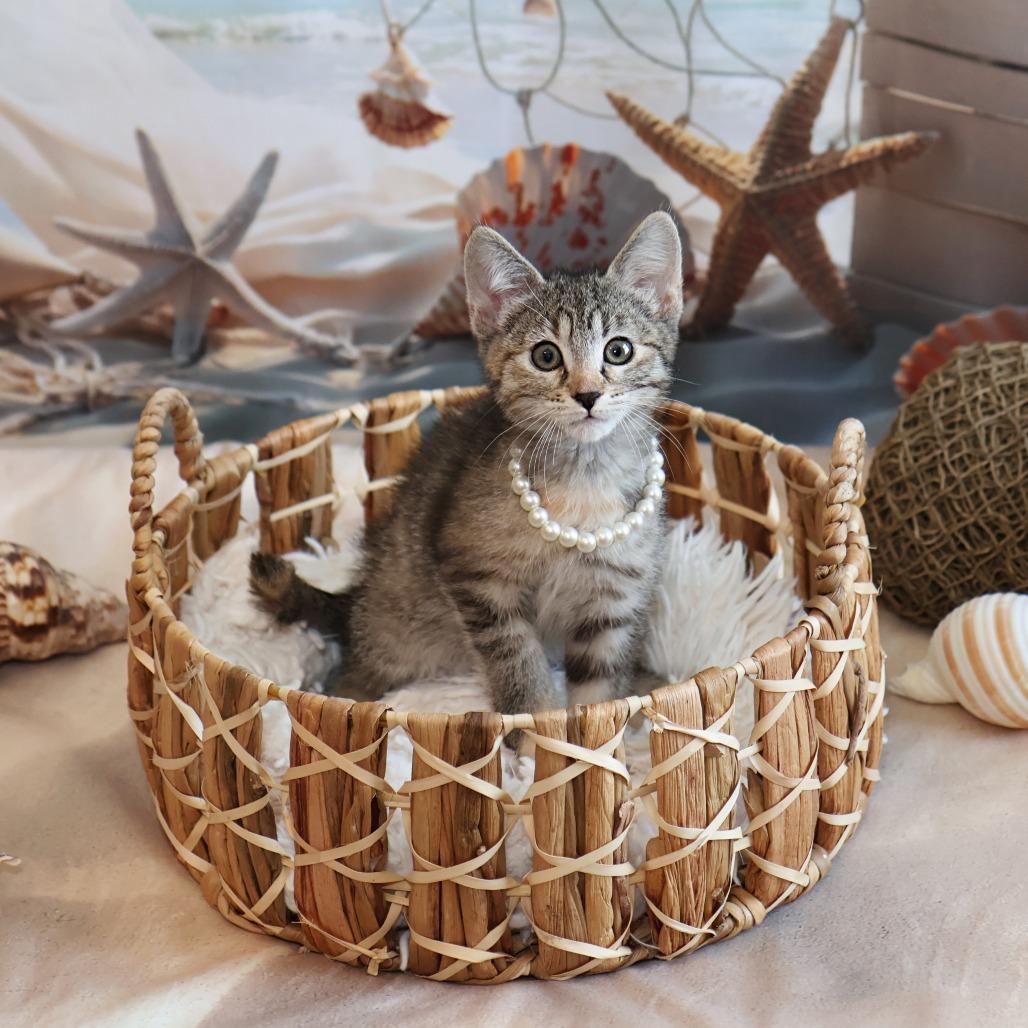 Enlarge Mel, a Adoptable Domestic Short Hair in FAIRWAY, KS image 2/6