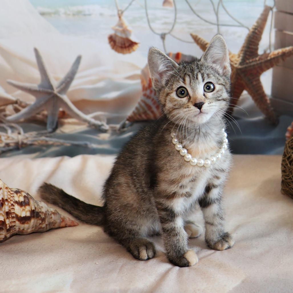 Enlarge Mel, a Adoptable Domestic Short Hair in FAIRWAY, KS image 3/6
