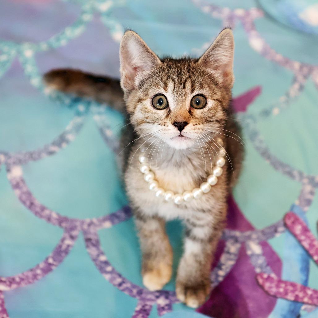 Enlarge Mel, a Adoptable Domestic Short Hair in FAIRWAY, KS image 4/6