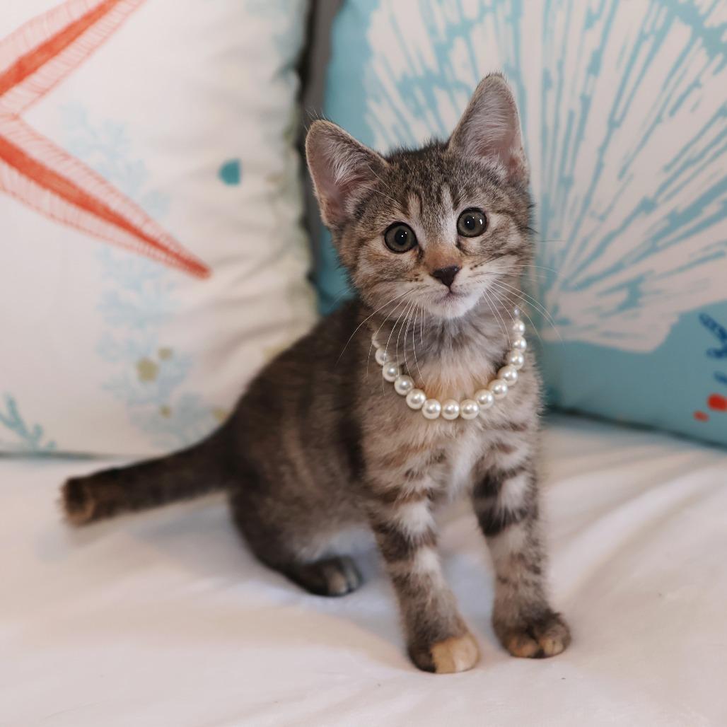 Enlarge Mel, a Adoptable Domestic Short Hair in FAIRWAY, KS image 5/6