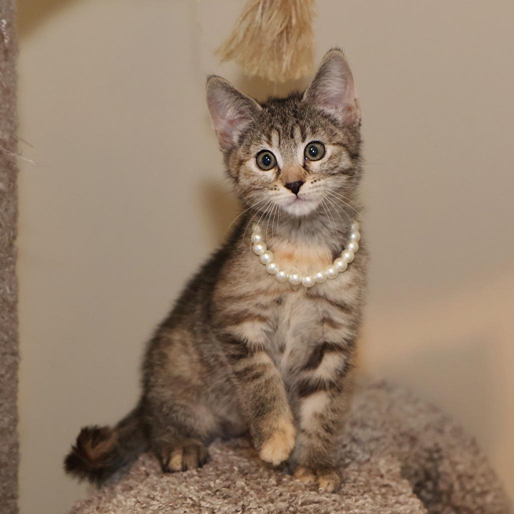 Enlarge Mel, a Adoptable Domestic Short Hair in FAIRWAY, KS image 6/6