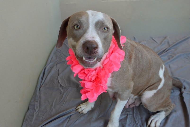 Teacup Werewolf, Adoptable, Young Female Pit Bull Terrier.