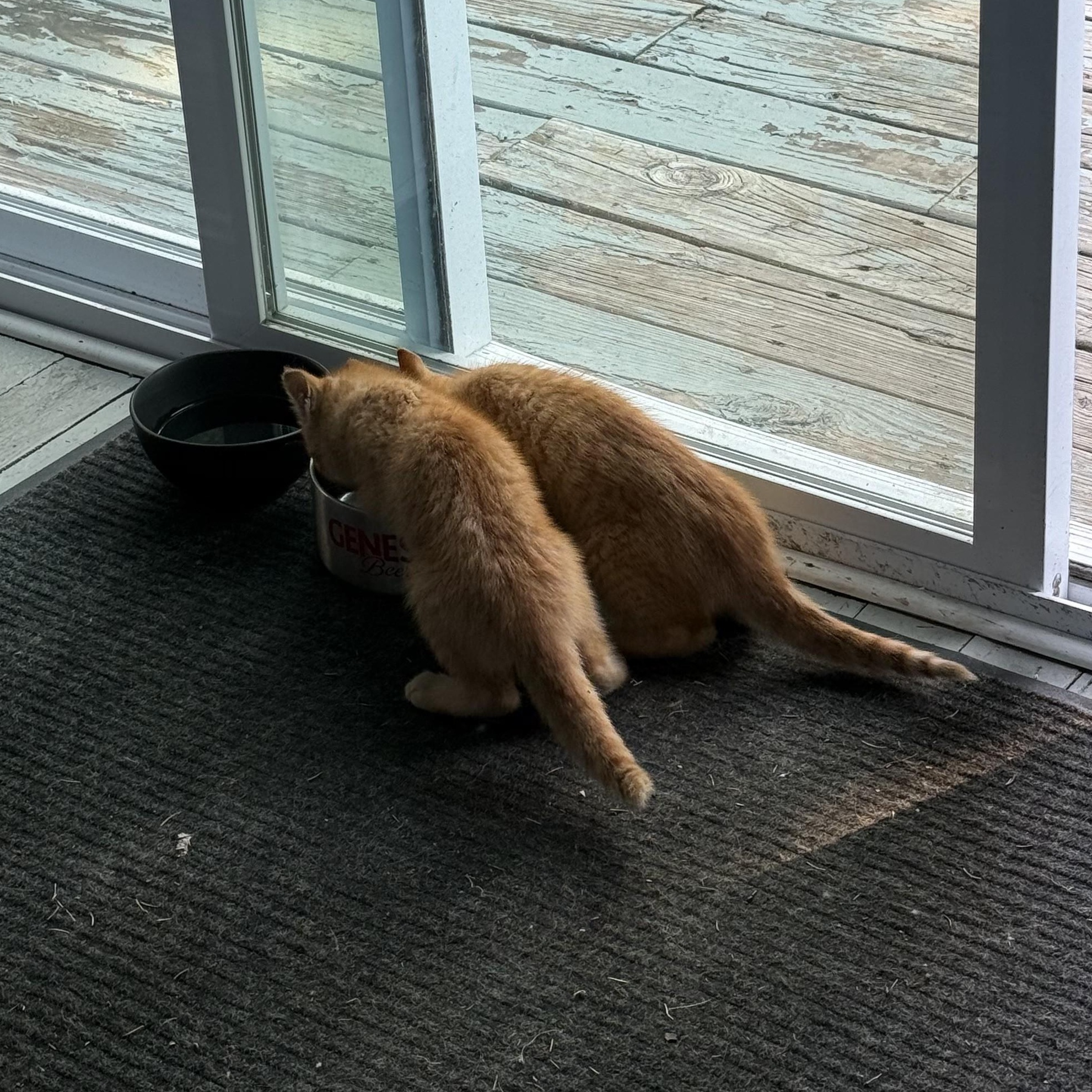 Enlarge Jaylen, an adopted Domestic Short Hair in Albany, NY image 2/2