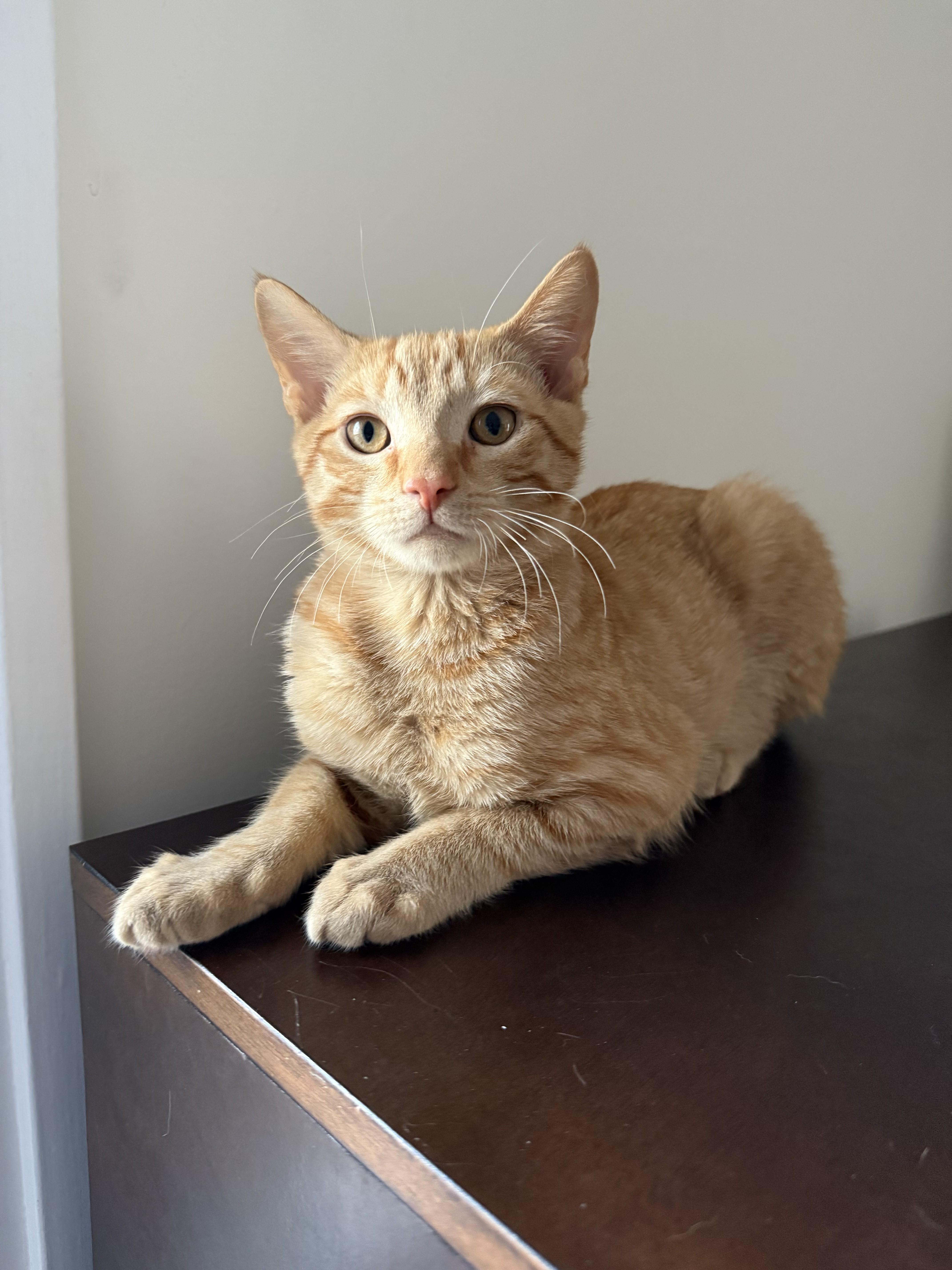 Enlarge Jaylen, an adopted Domestic Short Hair in Albany, NY image 1/2