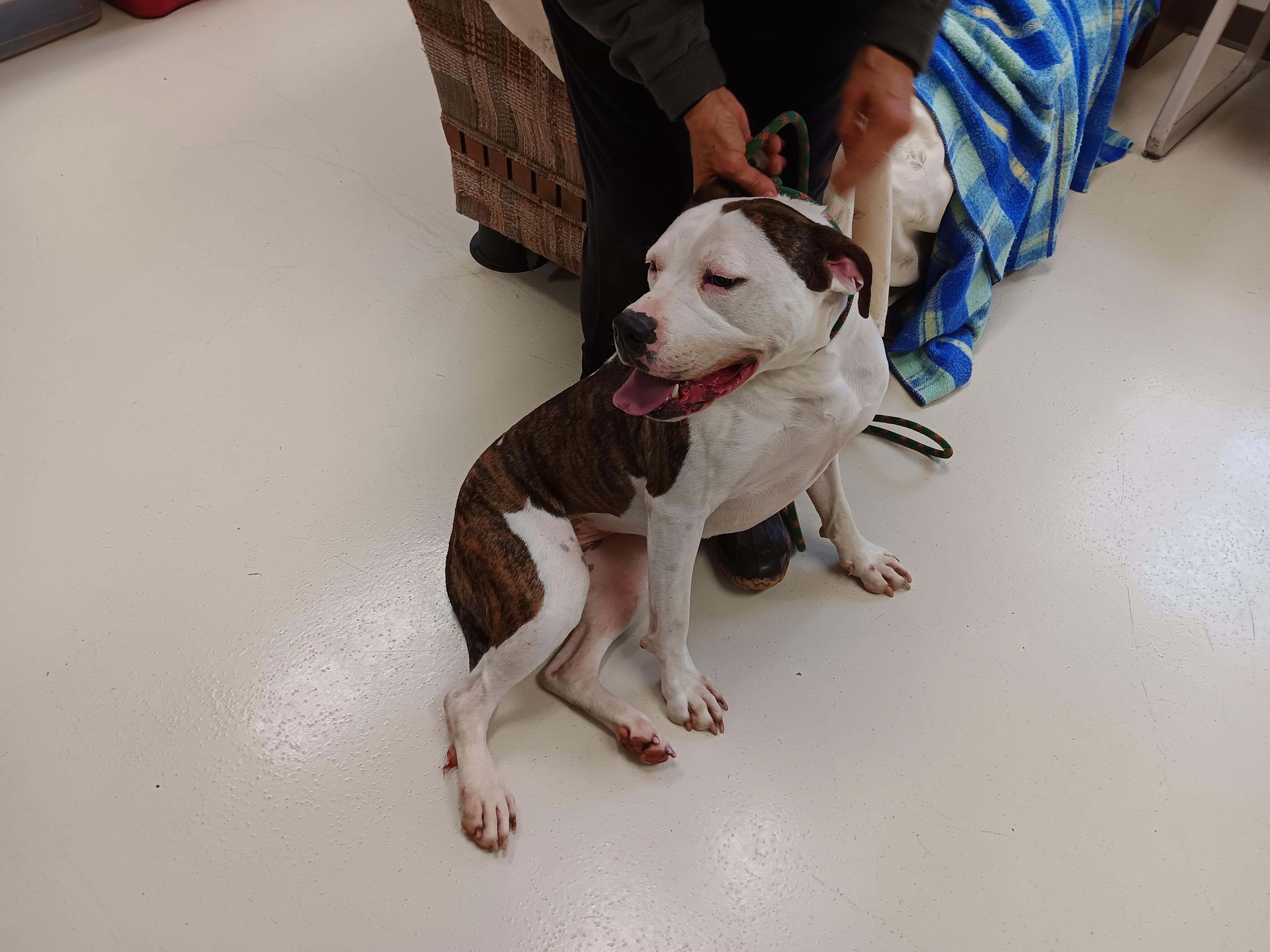 Maggie, Adult Female unknown