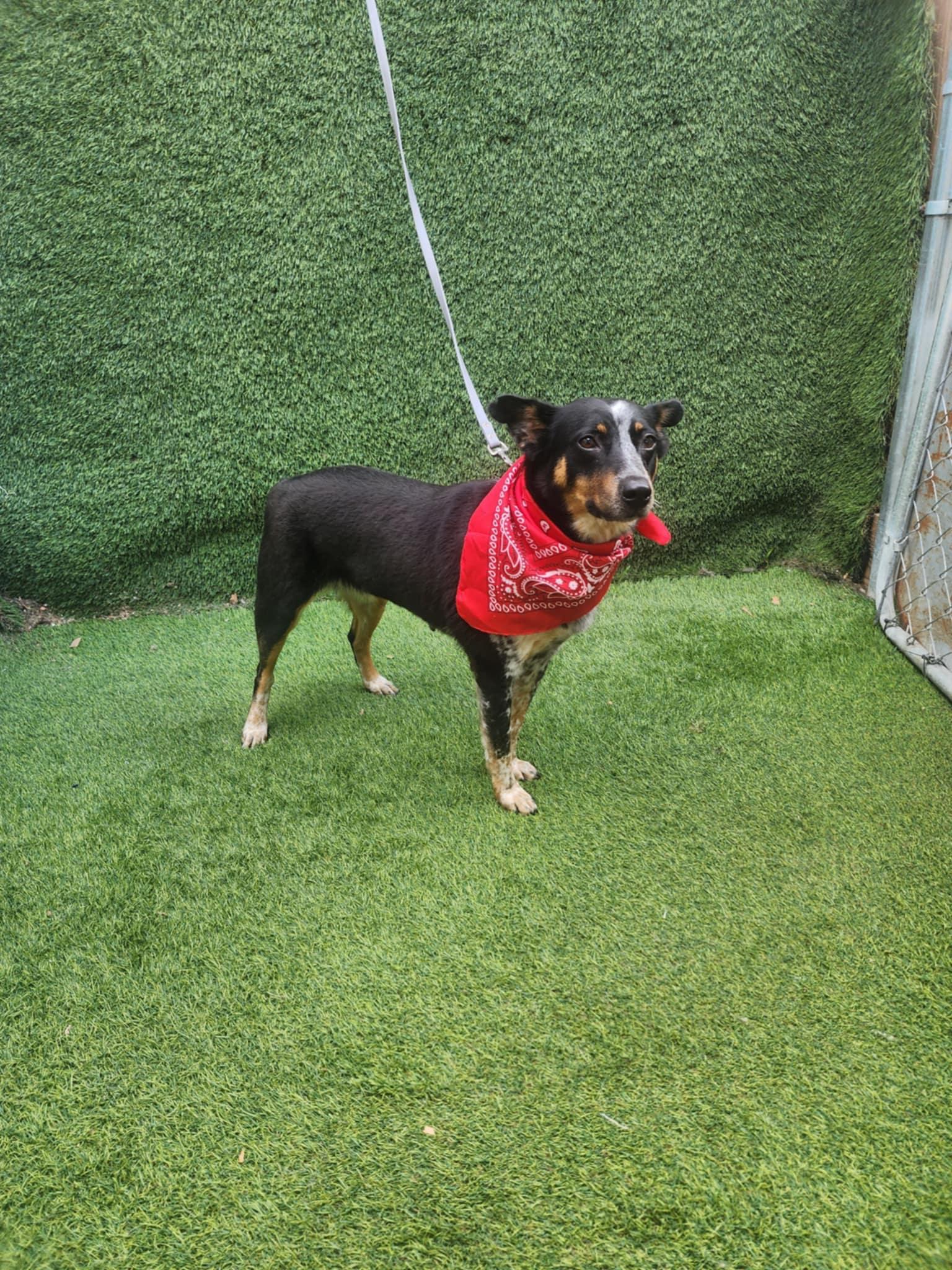 Dog for adoption - Vixen, an Australian Cattle Dog / Blue Heeler Mix in ...