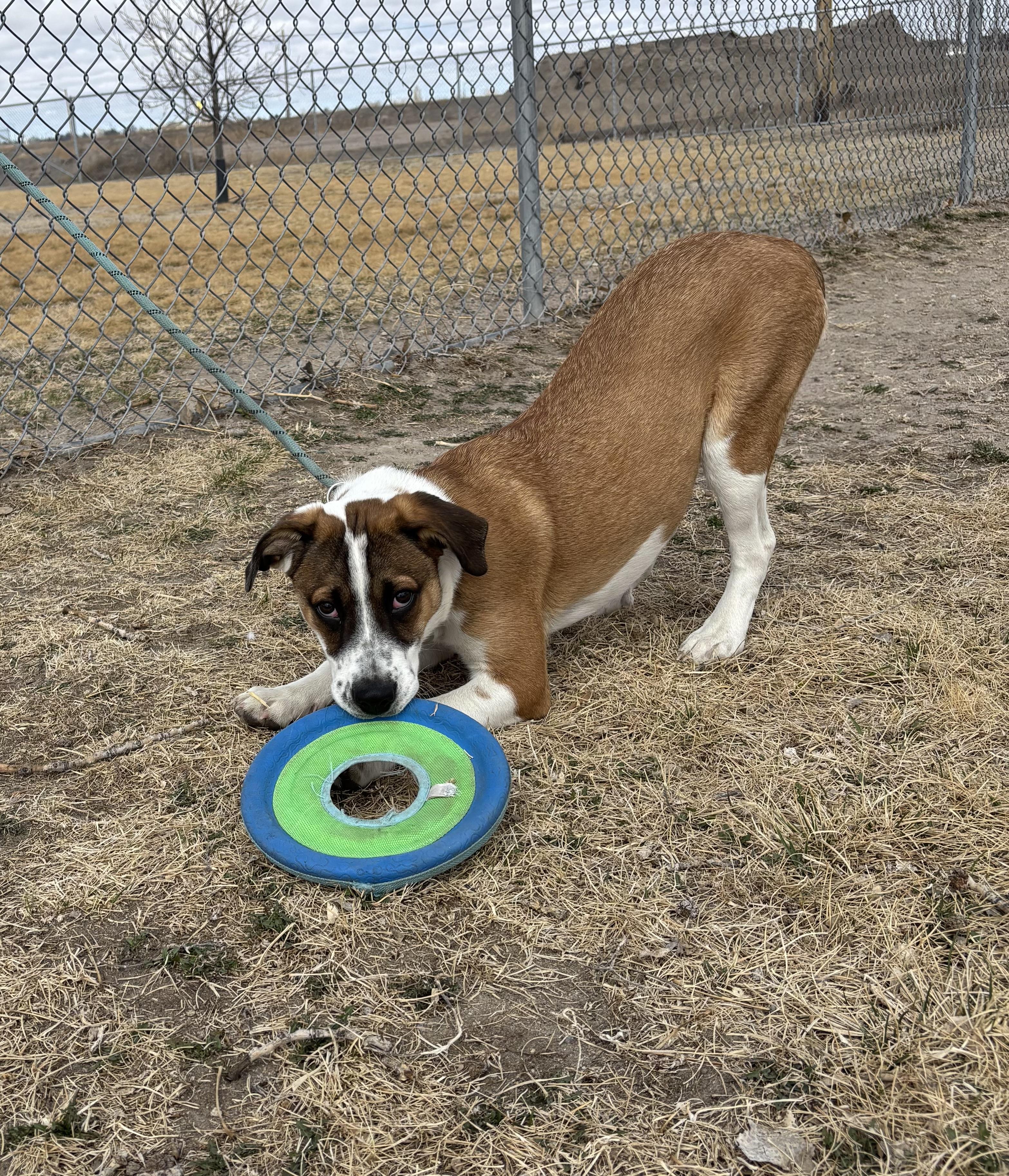 Gypsy, ADOPTABLE, Young Female Mixed Breed.
