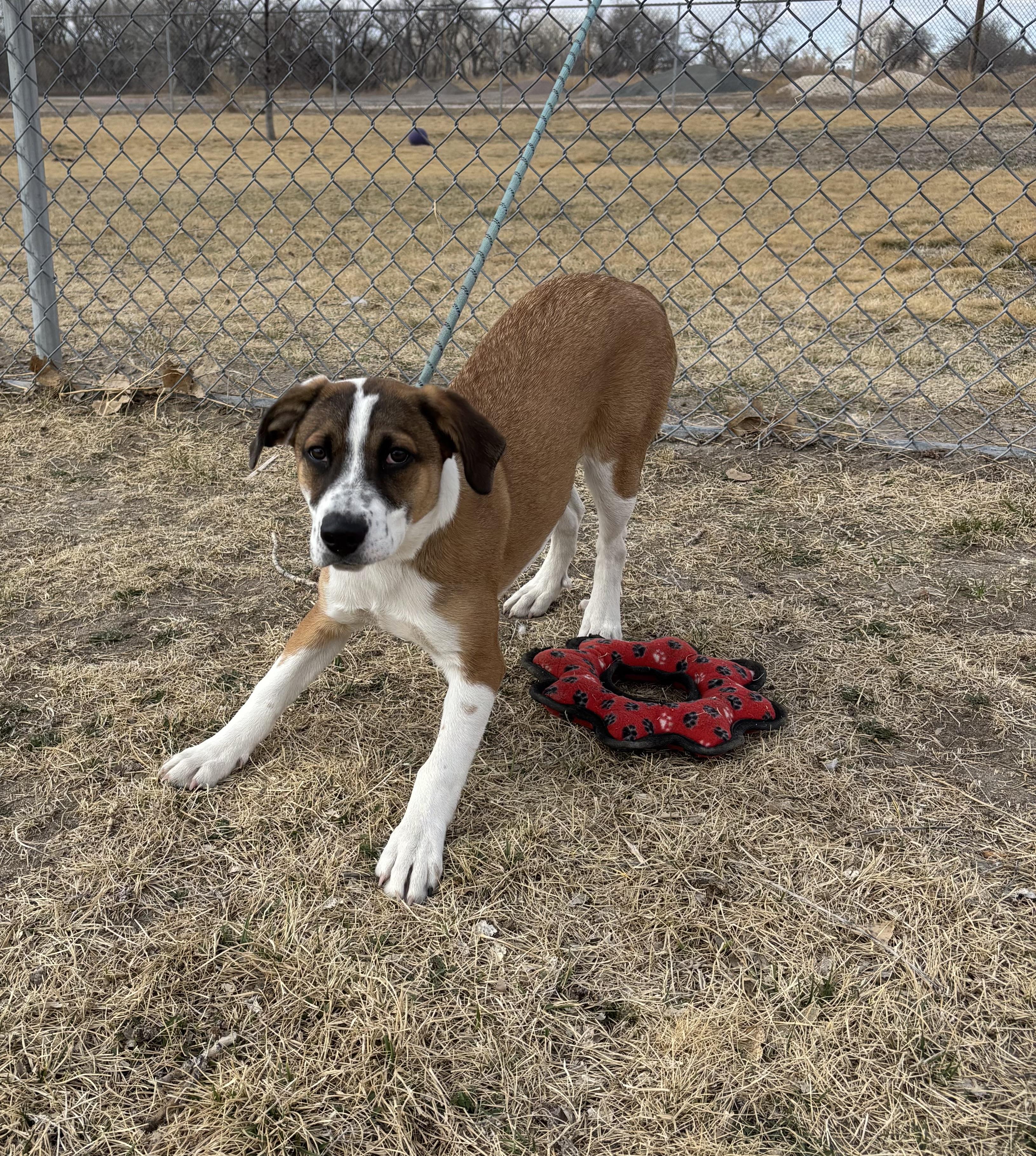 Enlarge Gypsy, a ADOPTABLE mixed breed in Torrington, WY image 3/4
