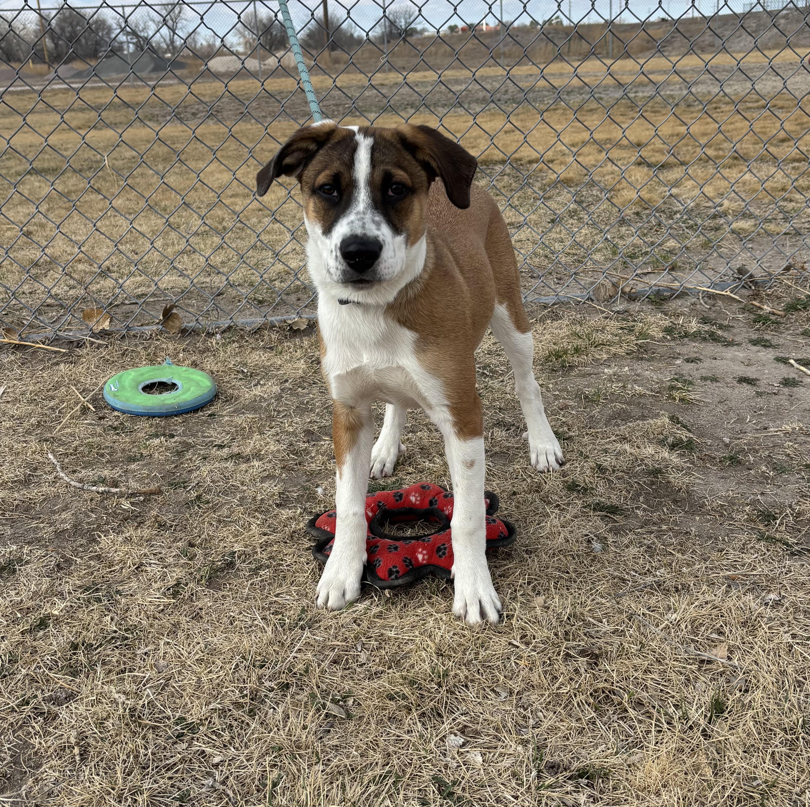 Enlarge Gypsy, a ADOPTABLE mixed breed in Torrington, WY image 2/4