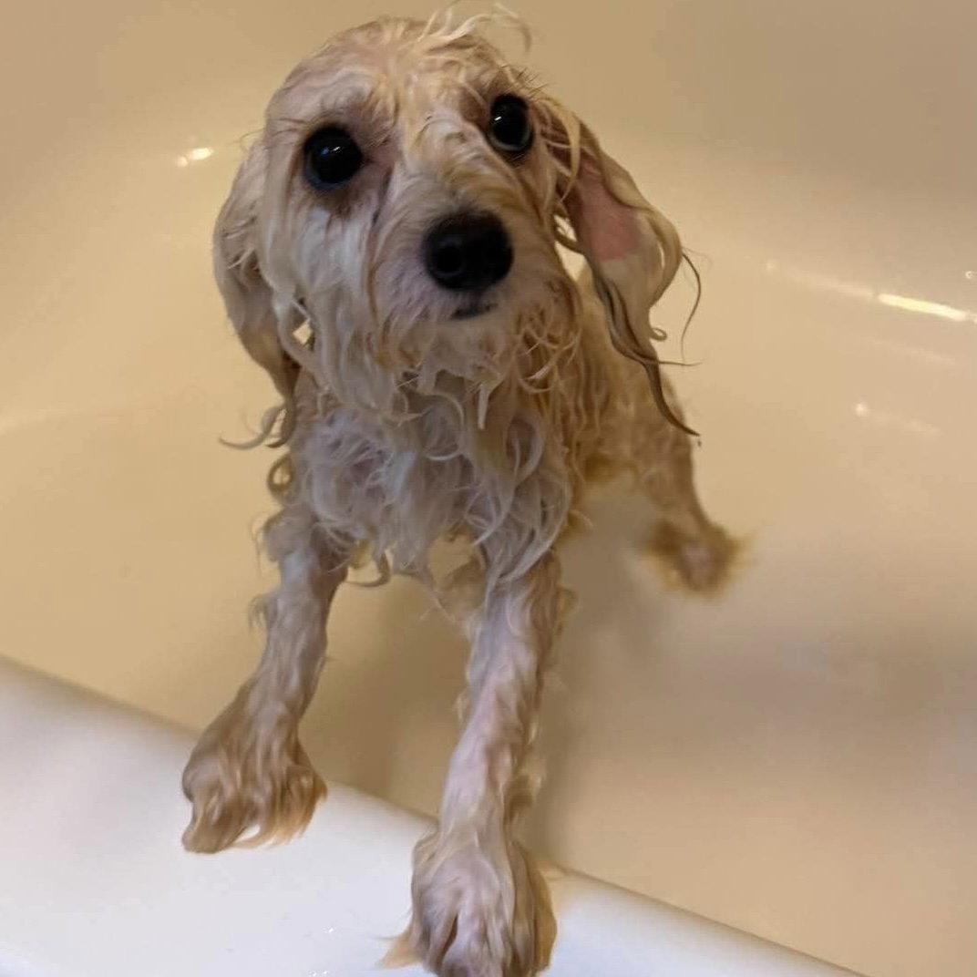 Bailey Bee, a Adopted Maltese in Hillsborough , NC image 1/3