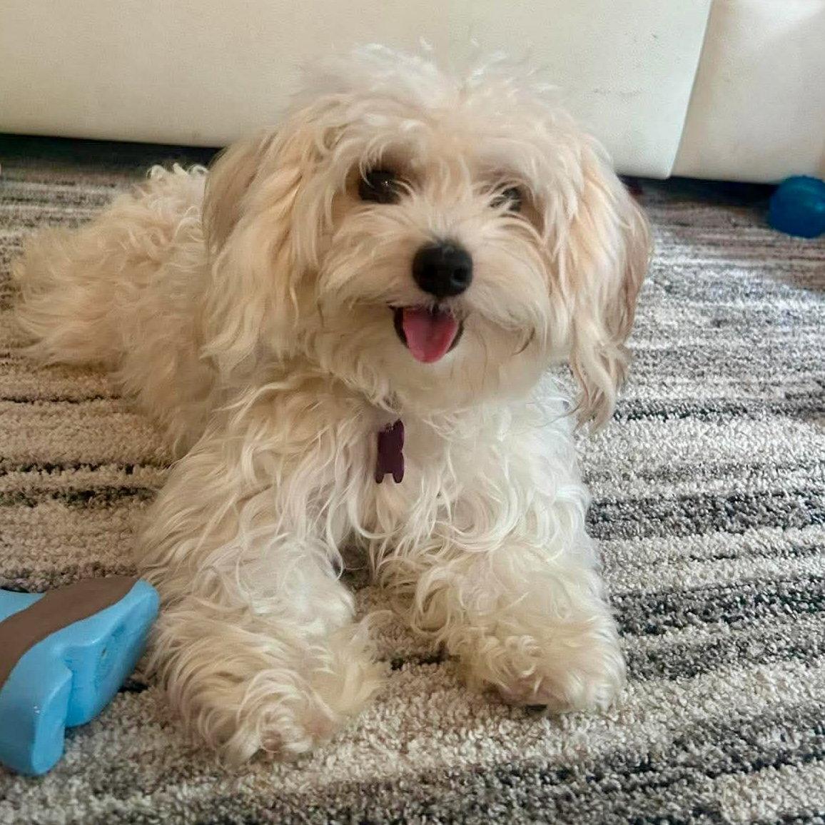 Bailey Bee, a Adopted Maltese in Hillsborough , NC image 2/3