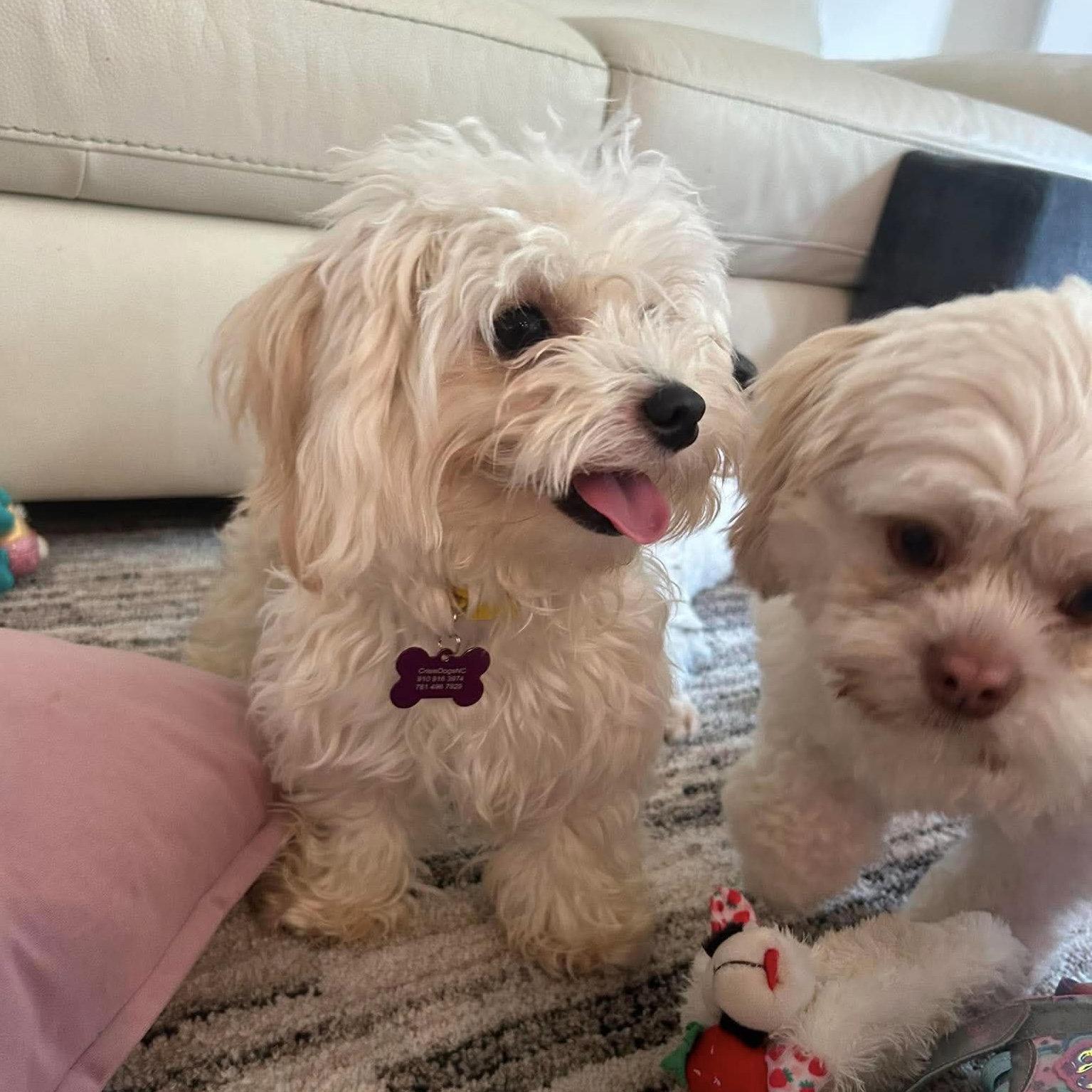 Bailey Bee, a Adopted Maltese in Hillsborough , NC image 3/3