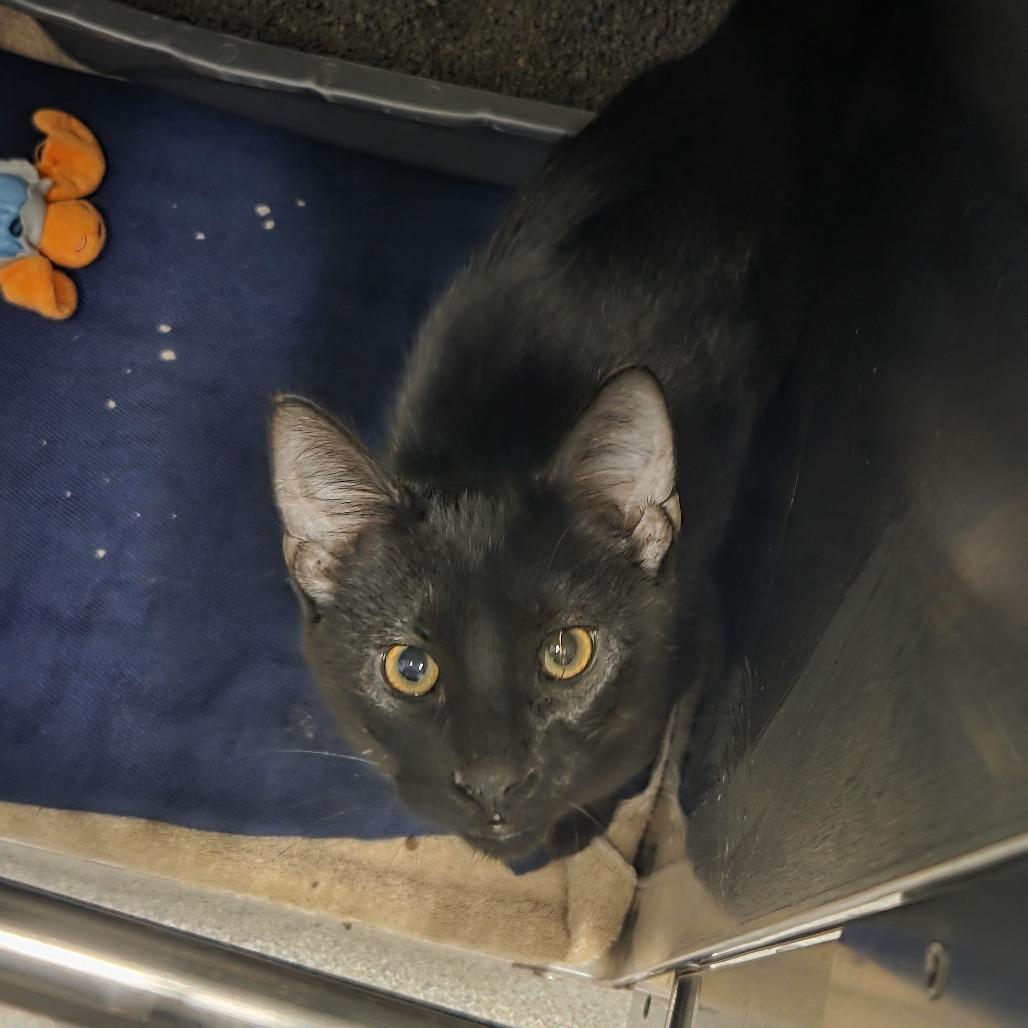 Scarecrow, Adoptable, Young Male Domestic Short Hair.