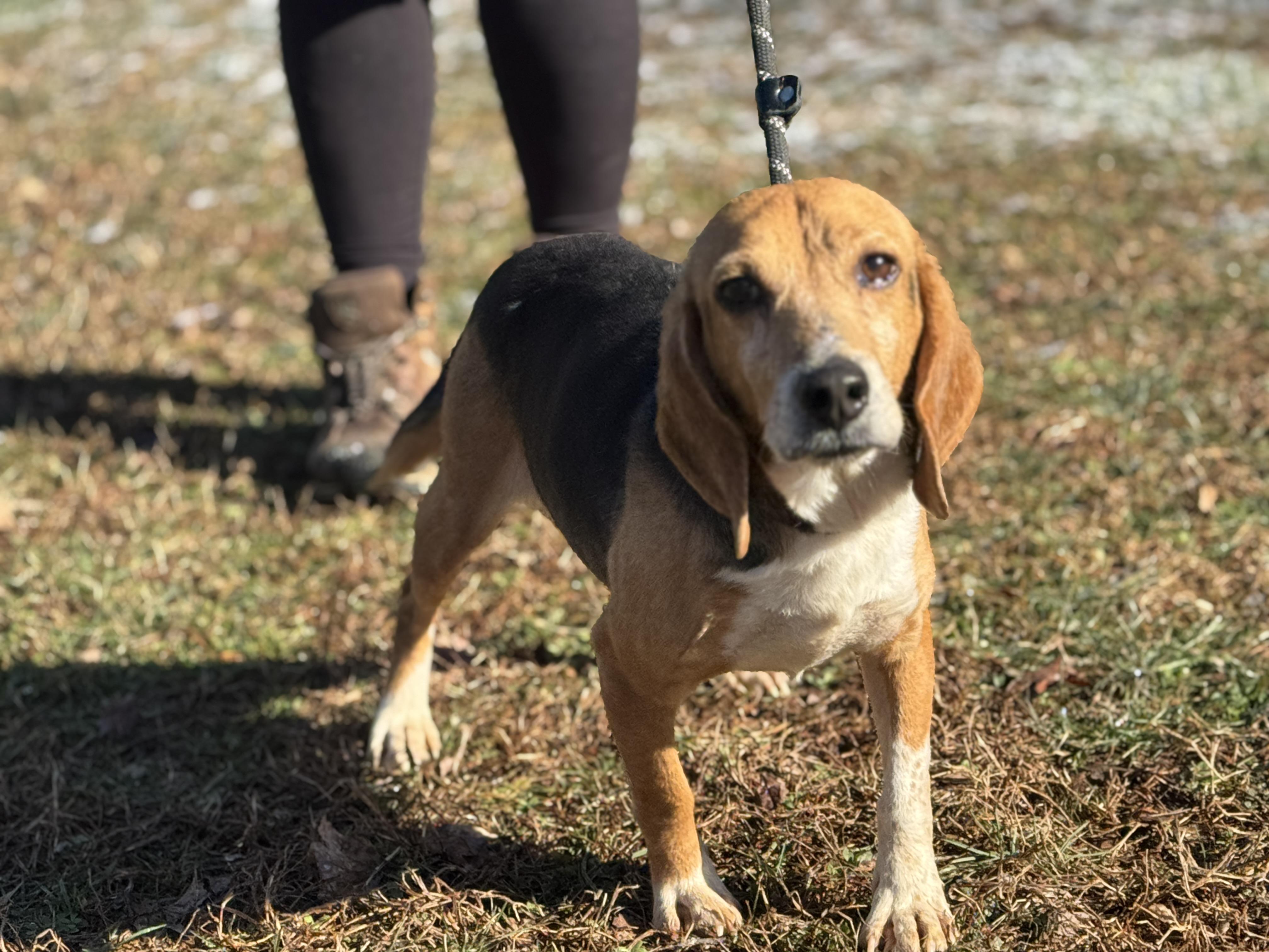Enlarge Boomer, a ADOPTABLE Beagle in Richmond, VA image 6/6