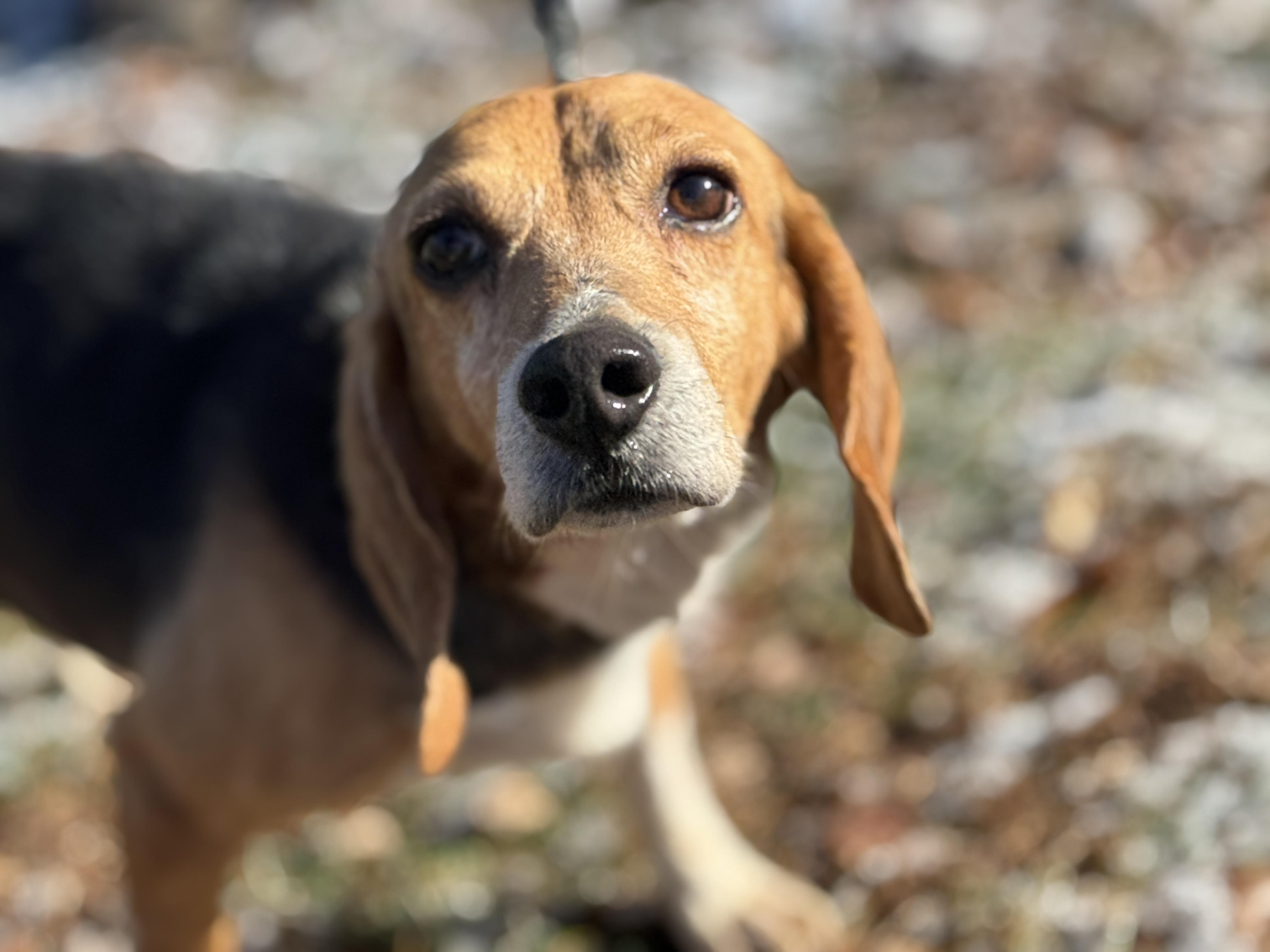 Enlarge Boomer, a ADOPTABLE Beagle in Richmond, VA image 4/6