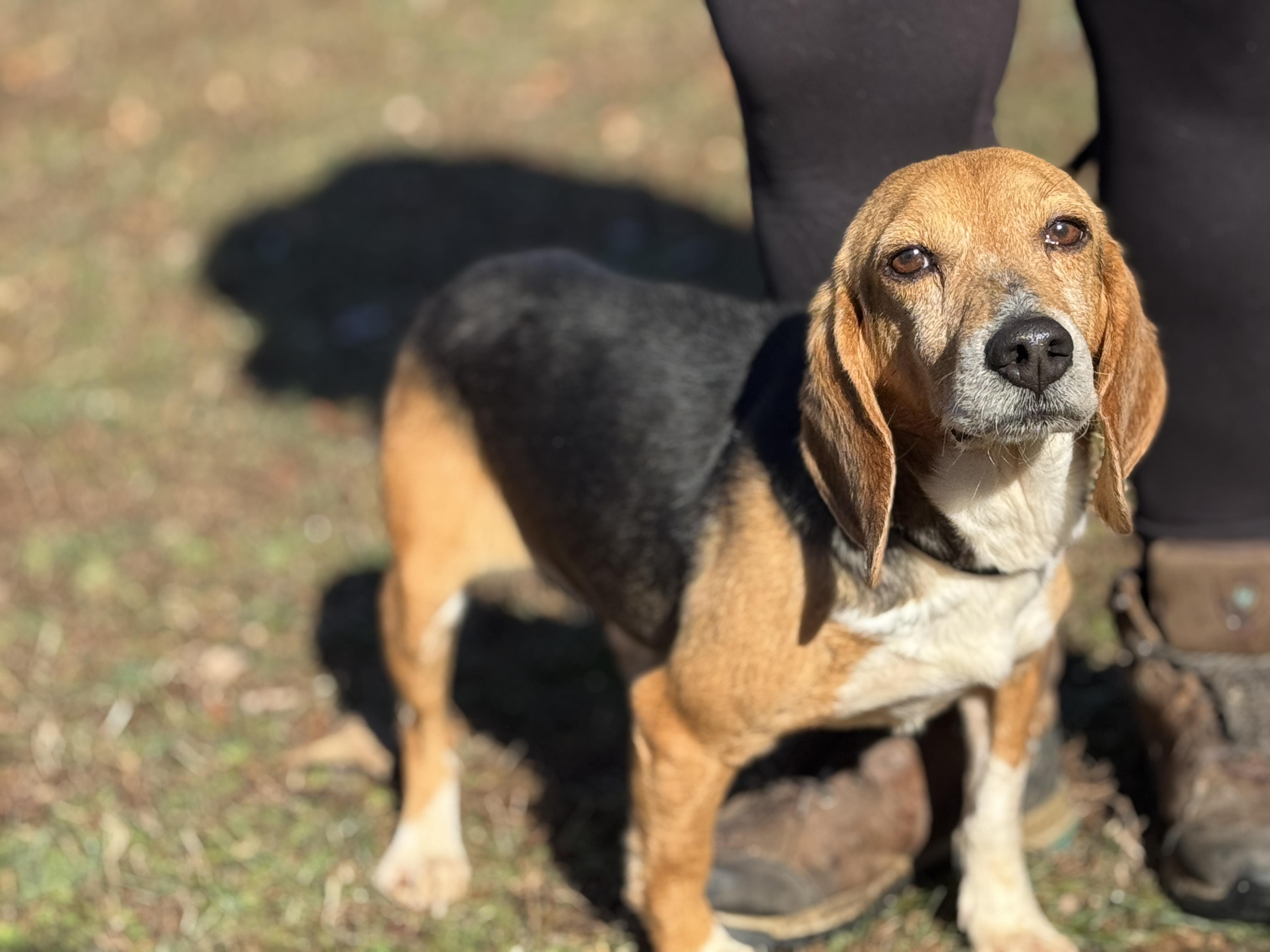 Enlarge Boomer, a ADOPTABLE Beagle in Richmond, VA image 1/6
