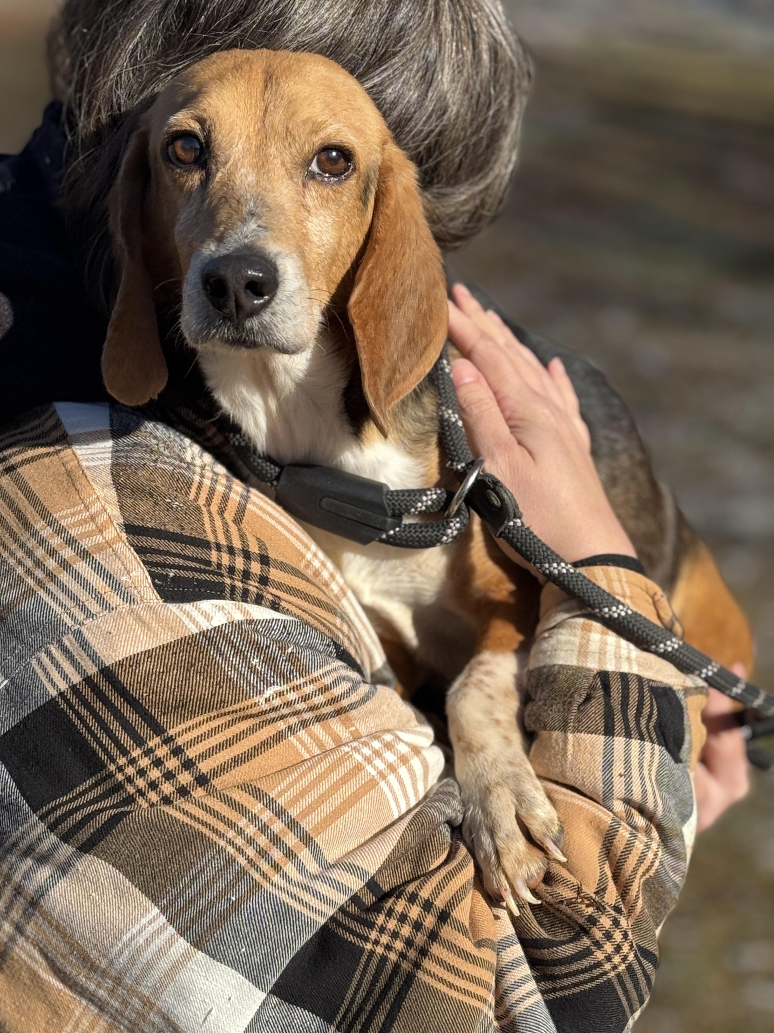 Enlarge Boomer, a ADOPTABLE Beagle in Richmond, VA image 2/6