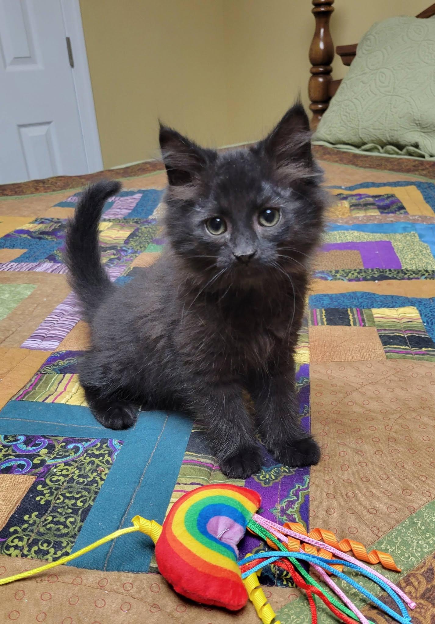 Enlarge Bishop, a Adoptable Domestic Long Hair in Gerrardstown, WV image 1/6