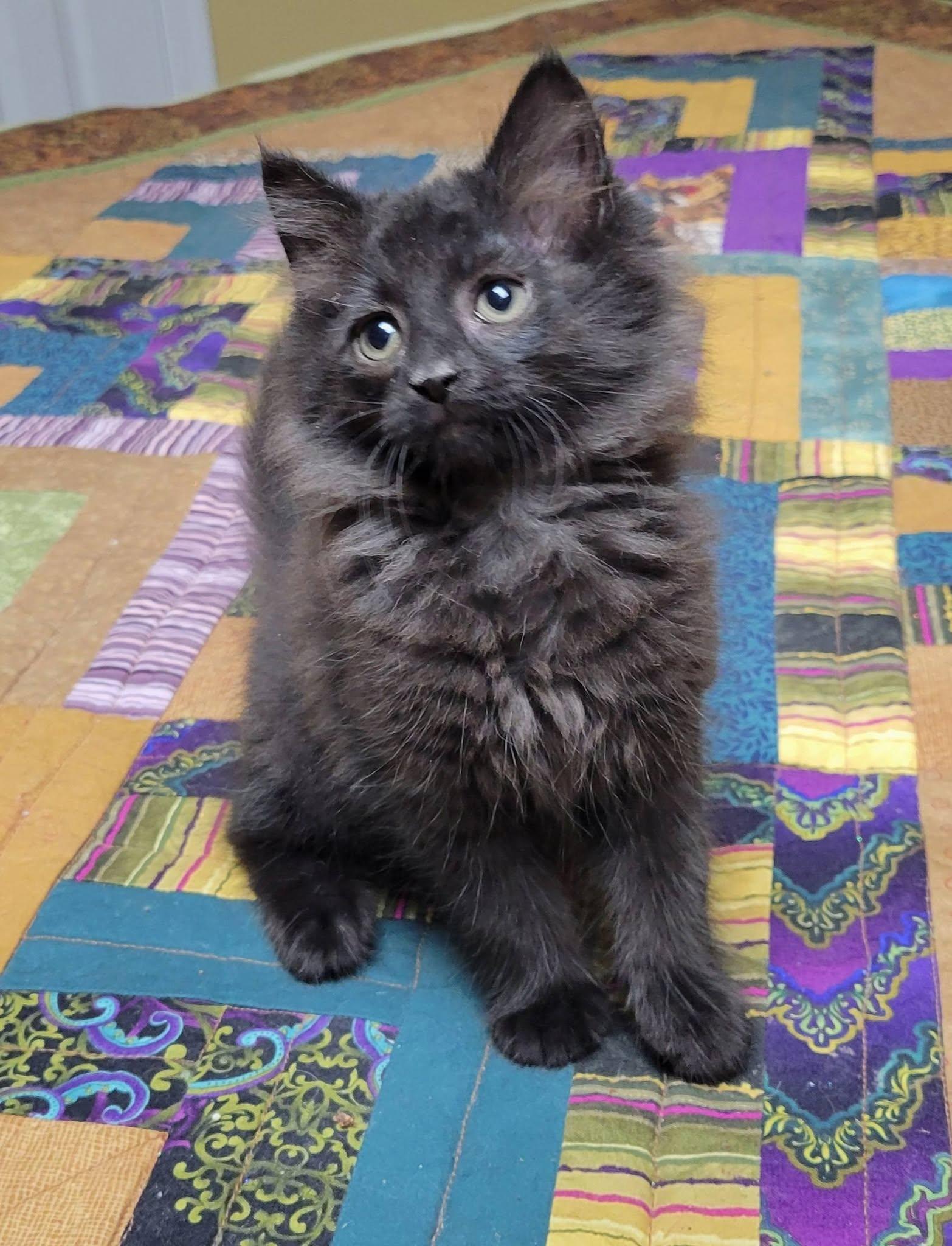 Enlarge Bishop, a Adoptable Domestic Long Hair in Gerrardstown, WV image 5/6