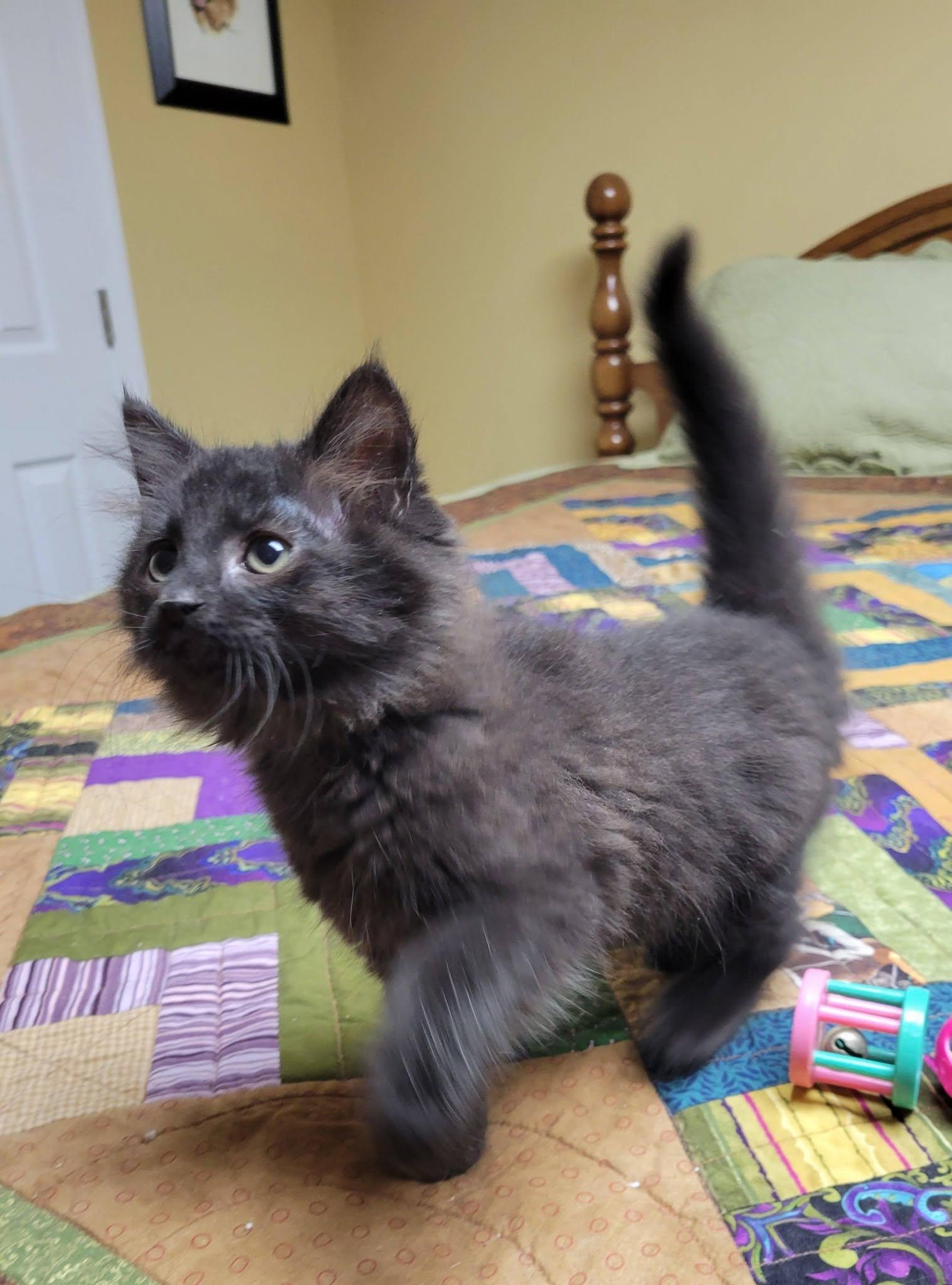 Enlarge Bishop, a Adoptable Domestic Long Hair in Gerrardstown, WV image 4/6