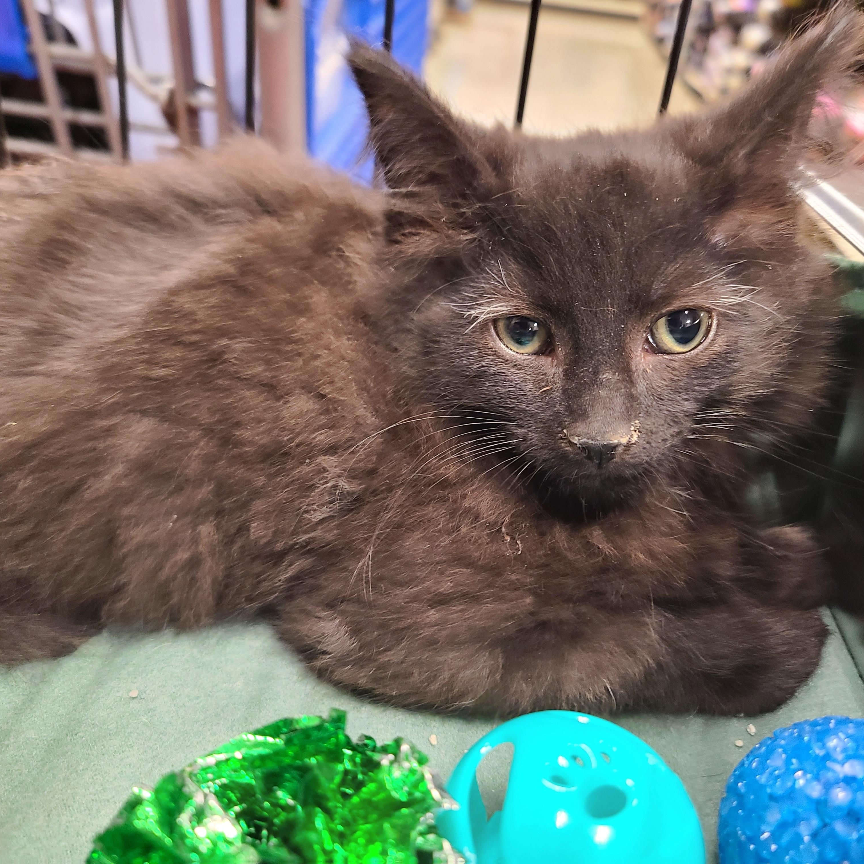 Bishop, Adoptable, Kitten Male Domestic Long Hair.