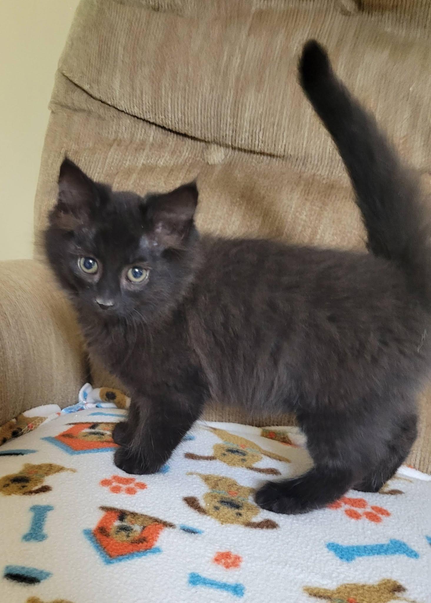 Enlarge Bishop, a Adoptable Domestic Long Hair in Gerrardstown, WV image 2/6