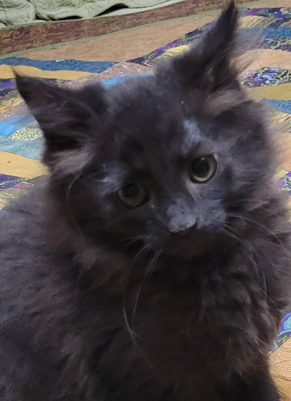 Enlarge Bishop, a Adoptable Domestic Long Hair in Gerrardstown, WV image 6/6
