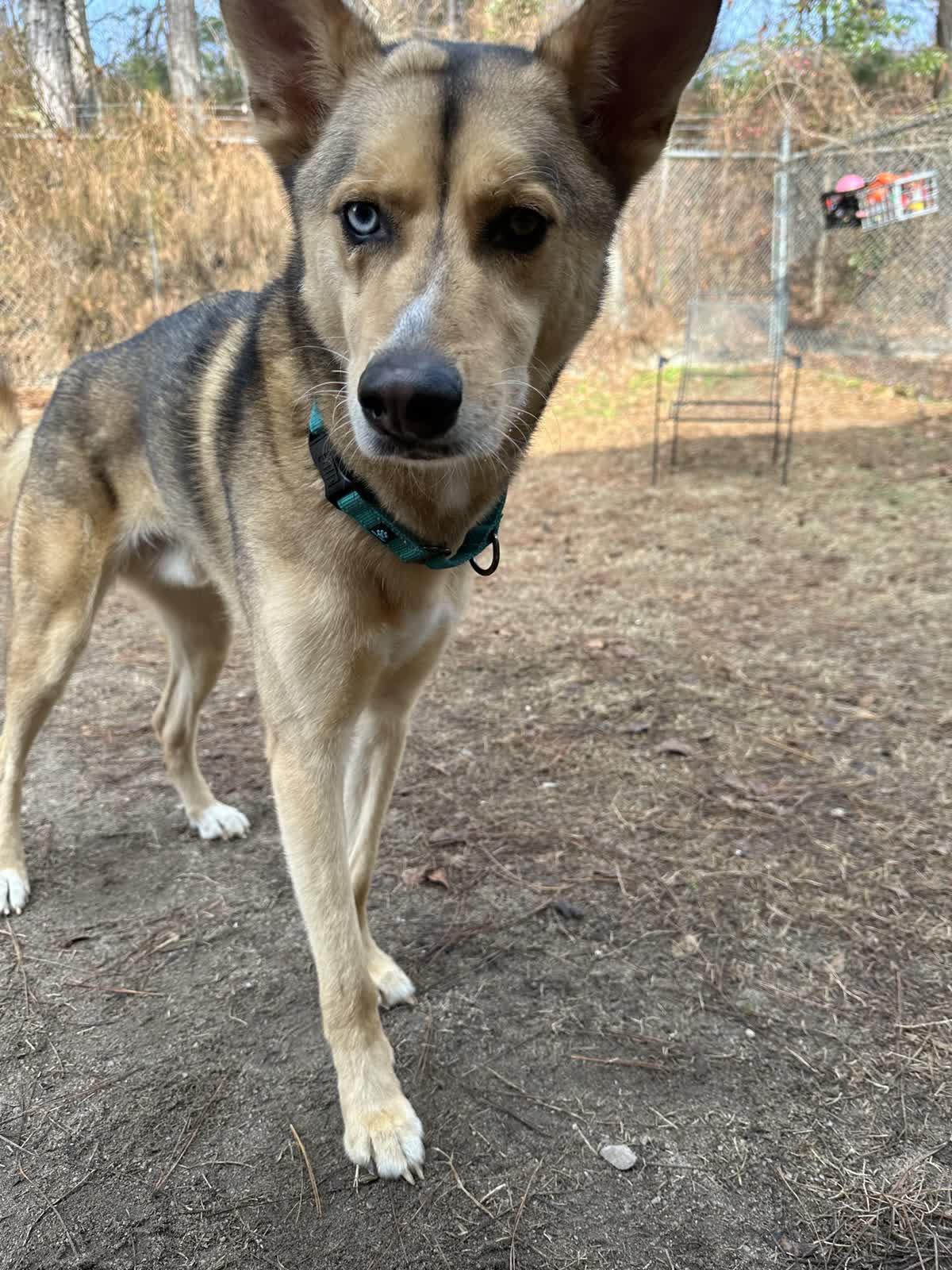 Rocky, adopted, Young Male Mixed Breed.