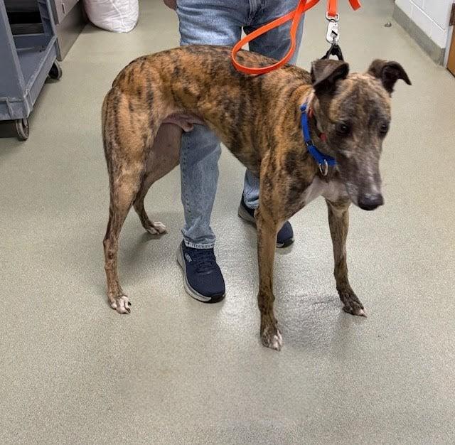 Enlarge STF Like a Shot (Shot), a ADOPTABLE Greyhound in Tarpon Springs, FL image 1/2
