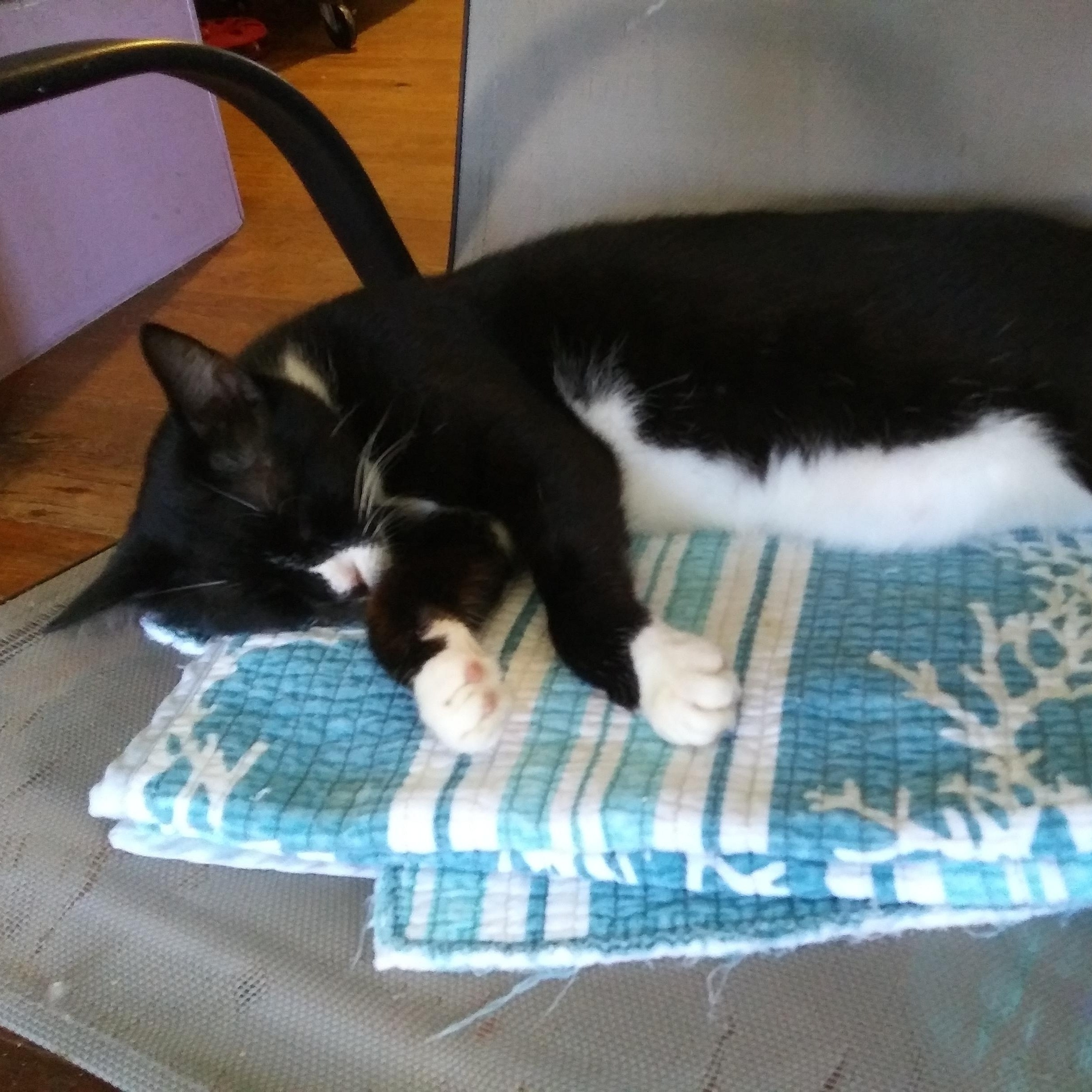 Enlarge Daisy, a Adoptable Domestic Short Hair in Port Wentworth, GA image 3/4