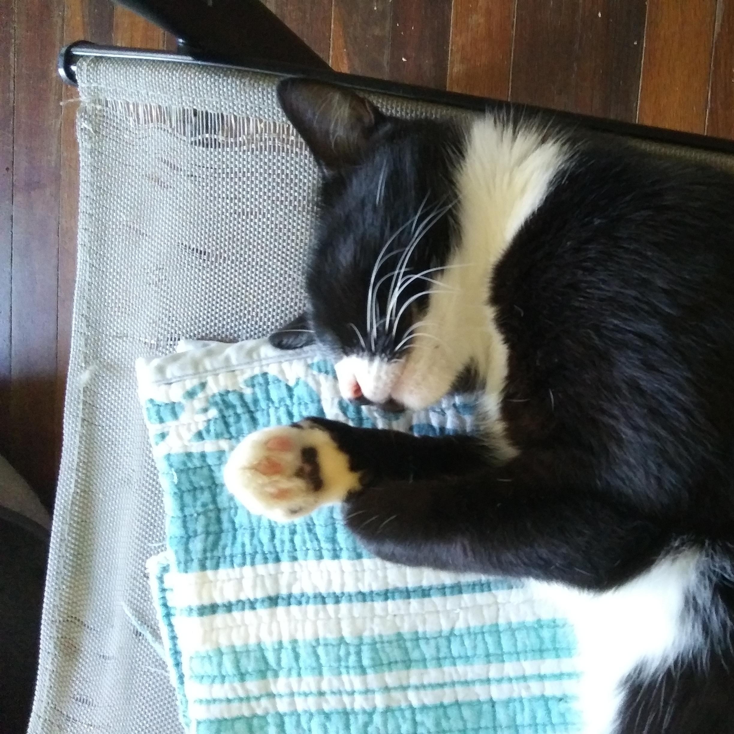Enlarge Daisy, a Adoptable Domestic Short Hair in Port Wentworth, GA image 2/4