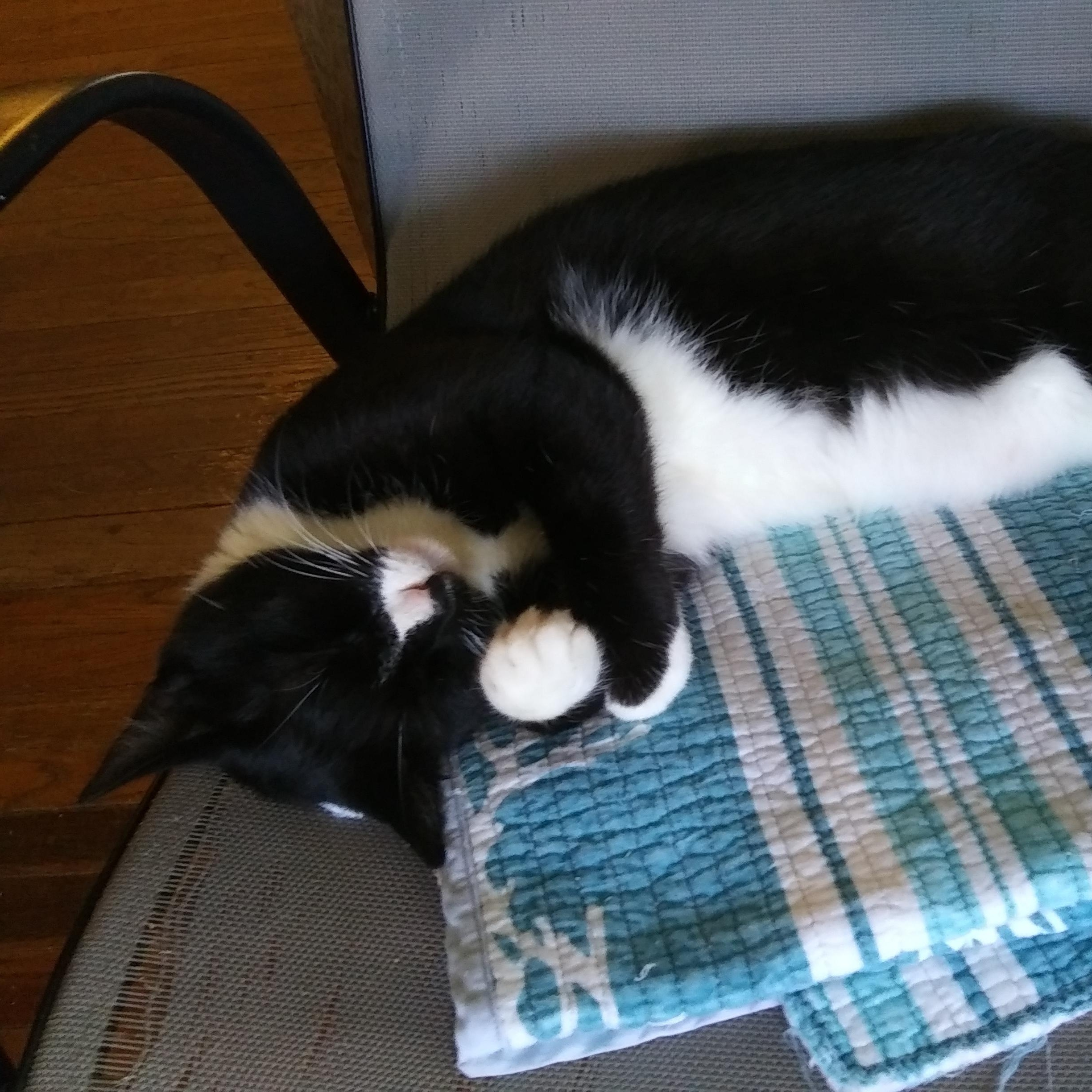 Enlarge Daisy, a Adoptable Domestic Short Hair in Port Wentworth, GA image 1/4