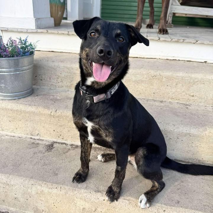 Velma, a Adoptable mixed breed in Fredericksburg, TX image 1/6