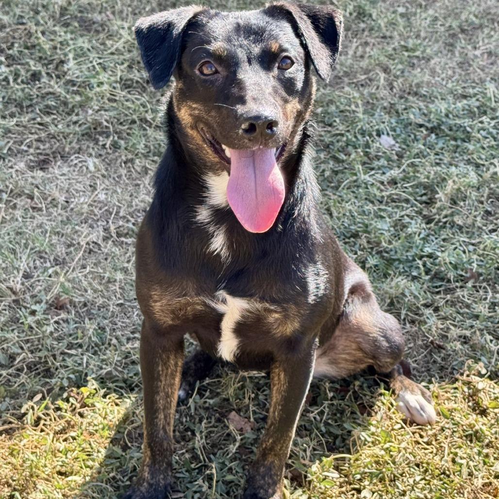 Velma, Adoptable, Young Female Shepherd & Black Labrador Retriever.