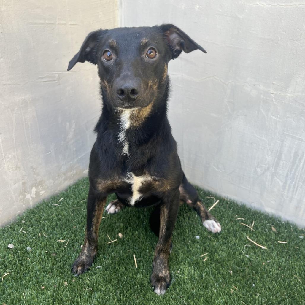 Velma, a Adoptable mixed breed in Fredericksburg, TX image 3/6