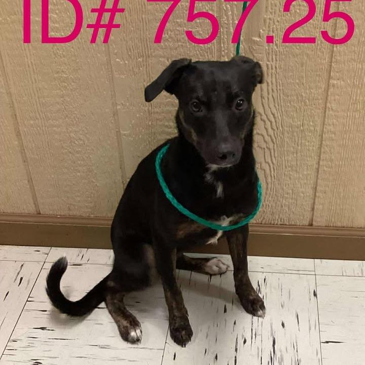 Velma, a Adoptable mixed breed in Fredericksburg, TX image 4/6