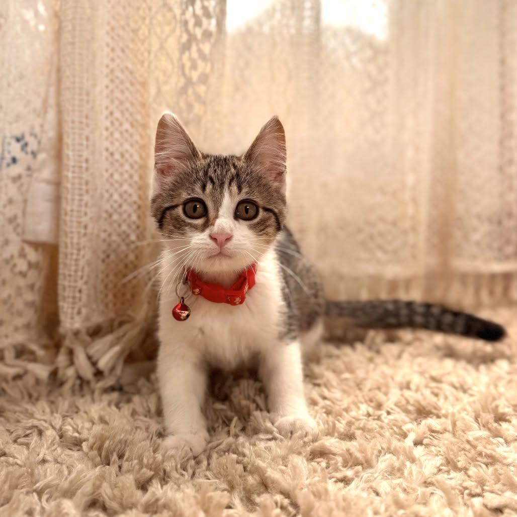 Roundworm, ADOPTABLE, Young Female Domestic Short Hair.
