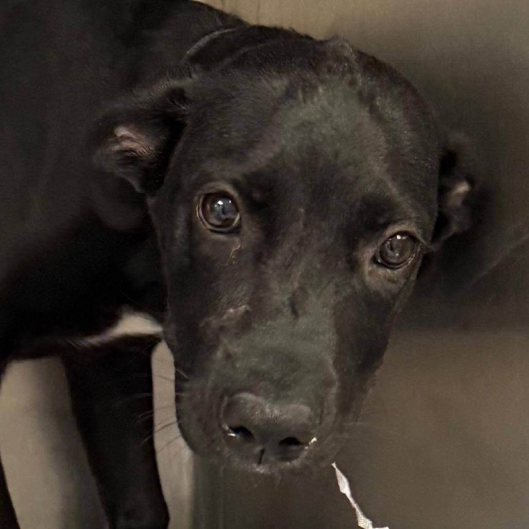 Erve, a Adoptable Mixed Breed in Jacksonville, AR image 2/2