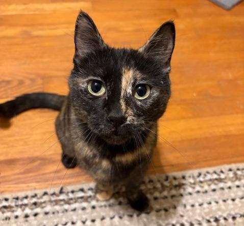 Enlarge Nova, a ADOPTABLE mixed breed in Schenectady, NY image 4/5