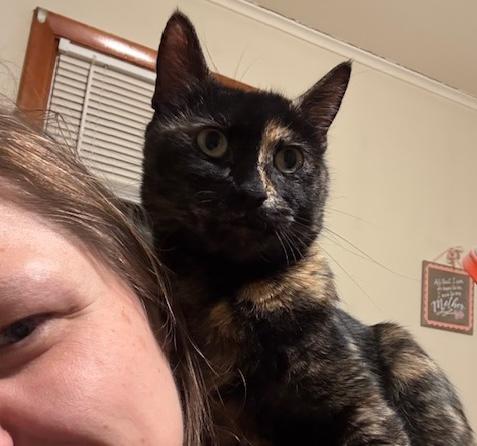 Enlarge Nova, a ADOPTABLE mixed breed in Schenectady, NY image 2/5