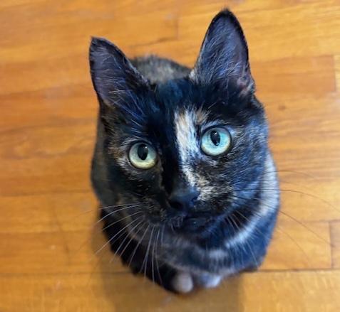 Enlarge Nova, a ADOPTABLE mixed breed in Schenectady, NY image 1/5