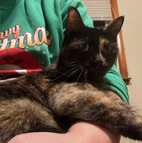 Enlarge Nova, a ADOPTABLE mixed breed in Schenectady, NY image 5/5