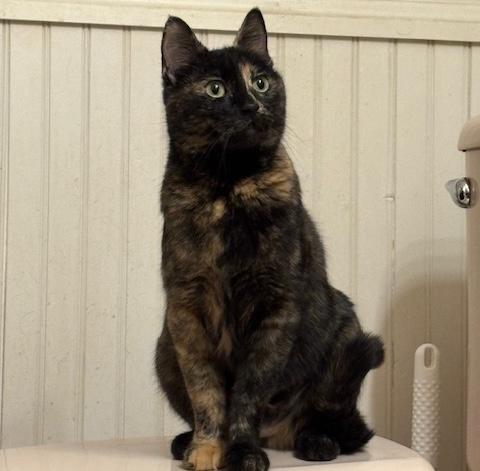 Enlarge Nova, a ADOPTABLE mixed breed in Schenectady, NY image 3/5